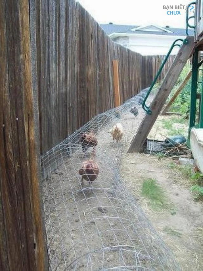 Mô hình nuôi gà thả vườn theo tiêu chuẩn VietGAHP  Gà Thả Vườn
