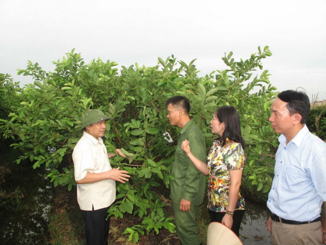 Chủ tịch Lại Xuân Môn (trái) trao đổi với nông dân trẻ trồng cây ăn quả giỏi của xã Việt Cường, huyện Yên Mỹ. 