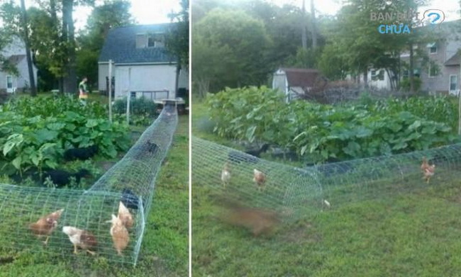 Mô hình nuôi gà thả vườn cho hiệu quả kinh tế cao